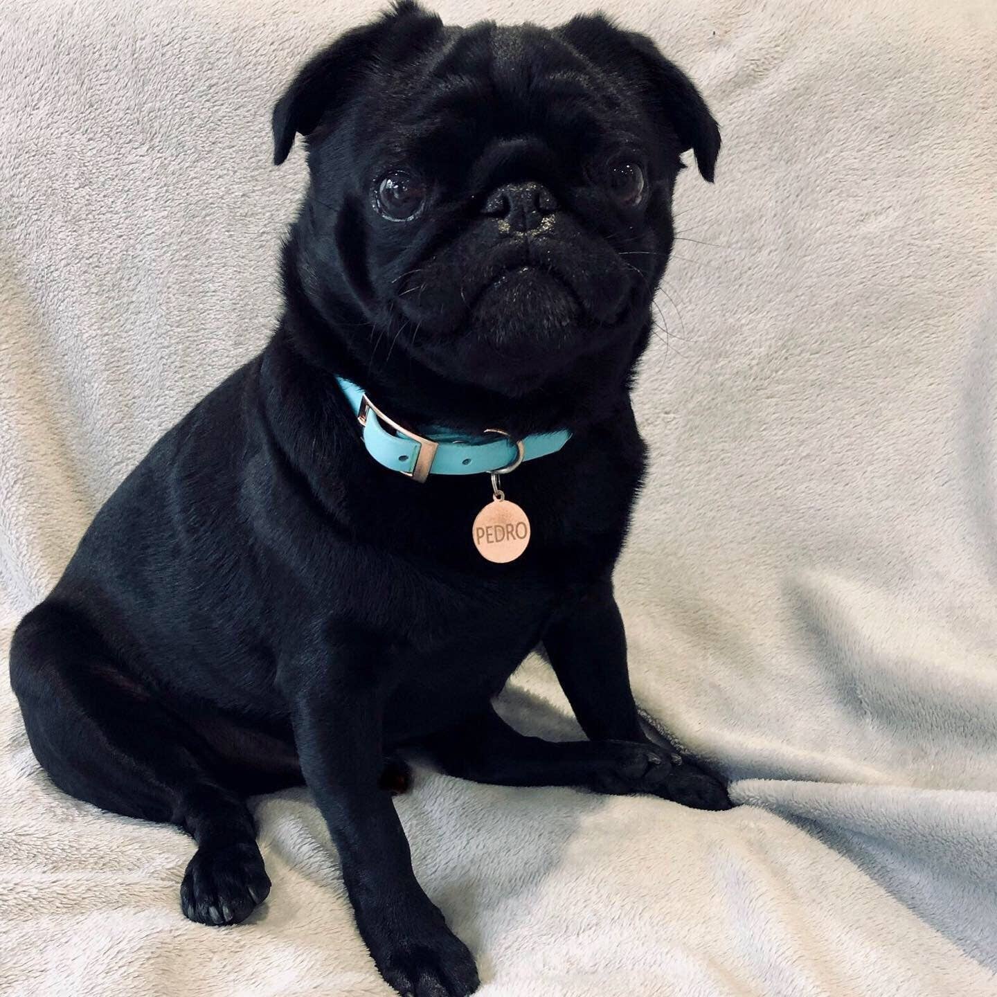 Pet Pooch Boutique - Vente Collier – chien - Collier pour chien en biothane bleu bébé - Accessoires en métal - Fait main1