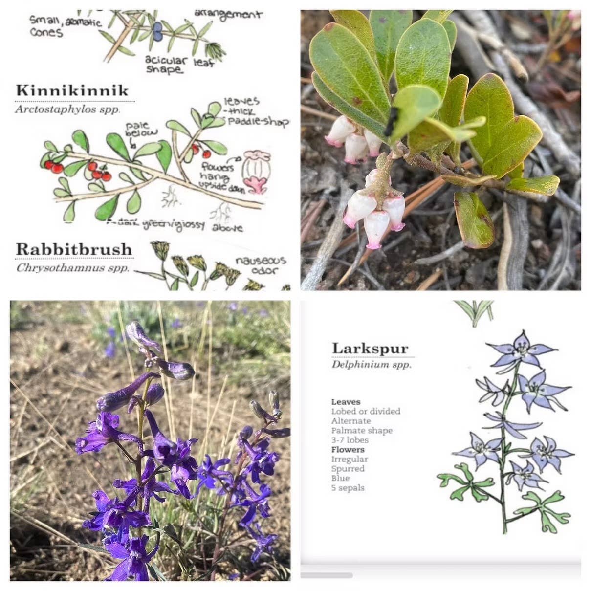 Quirks of Art co. - Wholesale Nature & Outdoors Book - Meg's Guide to the Common Flora of the High Rockies5