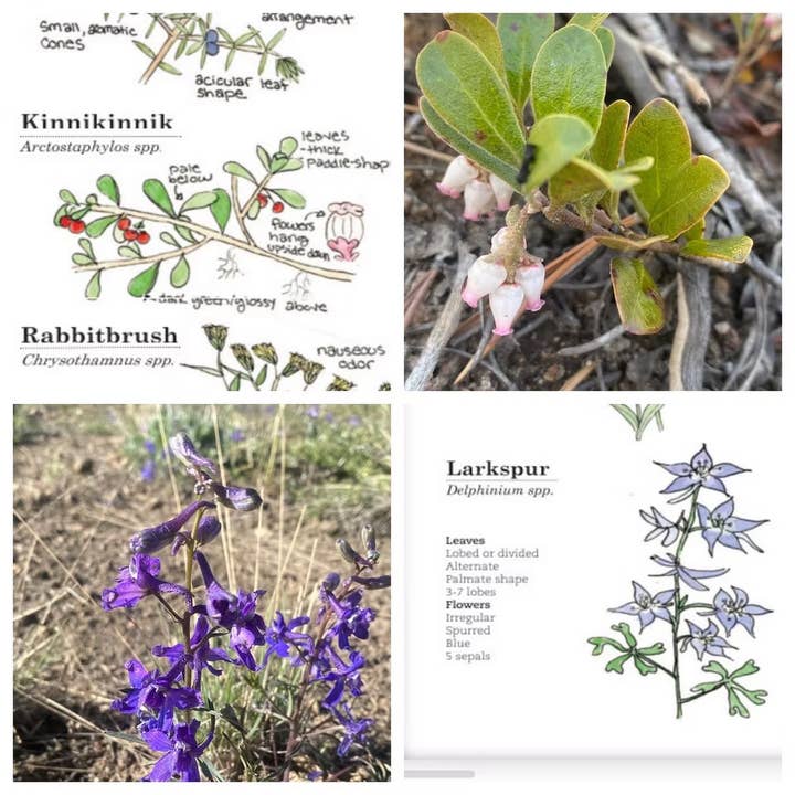 Quirks of Art co. - Wholesale Nature & Outdoors Book - Meg's Guide to the Common Flora of the High Rockies5