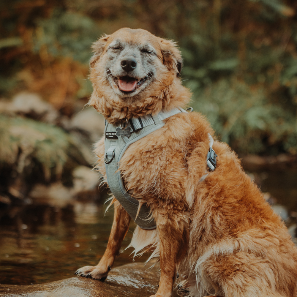 Cocopup London - Wholesale Tuig voor huisdieren - Hond - Verken Harness - Salie Tweed30