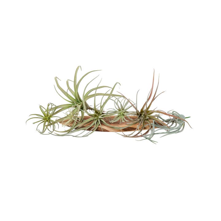 Air Plant Accessories Fake Air Plant Faux Perfectly Lifelike and other Purchase Wholesale paillis aire jeux. Free Returns & Net 60 Terms on Faire trending on Faire.