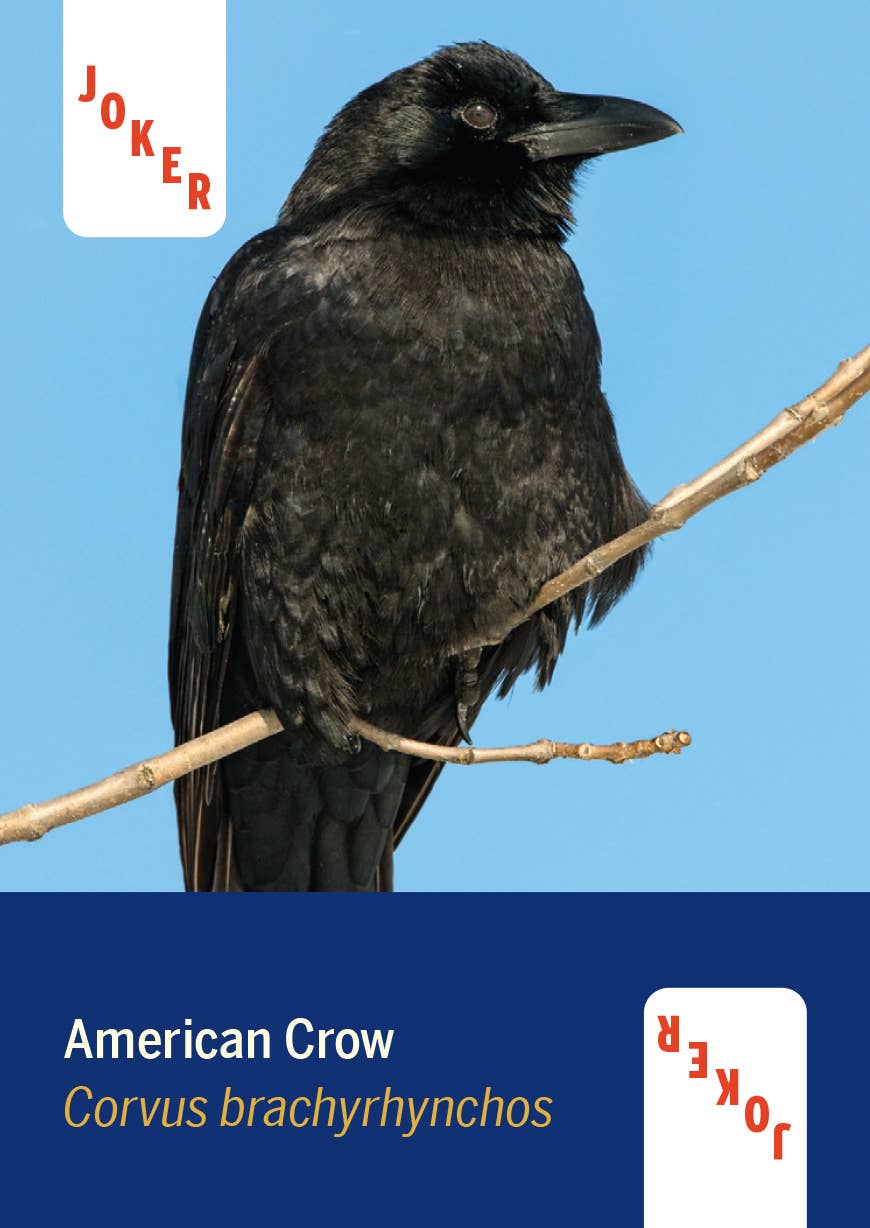 Mountaineers Books - Wholesale Playing Cards - Birds of North America Deck 52 Playing Cards4