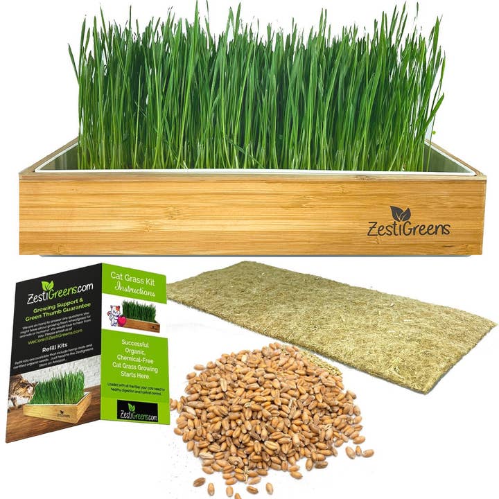 Self Watering Cat Grass Kit. The Easiest Way to Grow Cat Grass. for wholesale by ZestiGreens