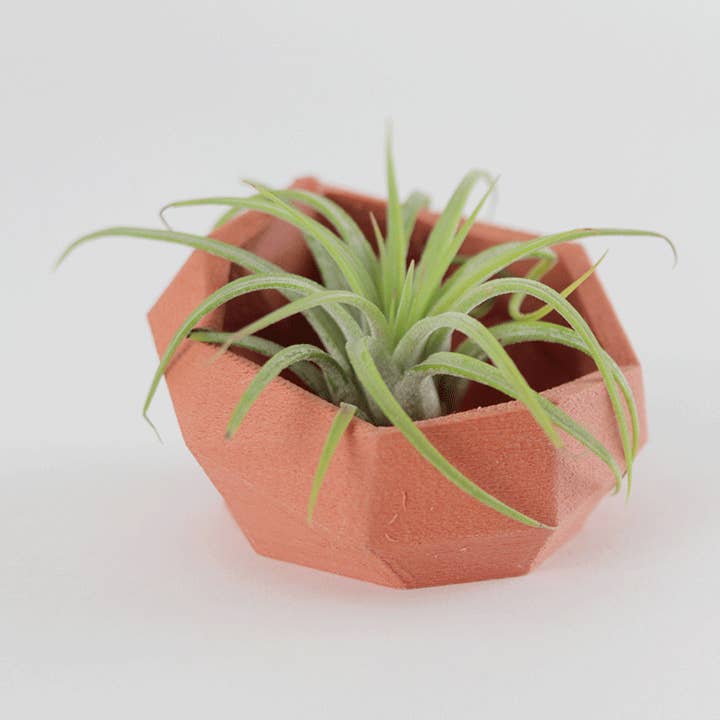 Geometrischer Sukkulenten-Pflanzer für den Großhandel von Ohio Workshop