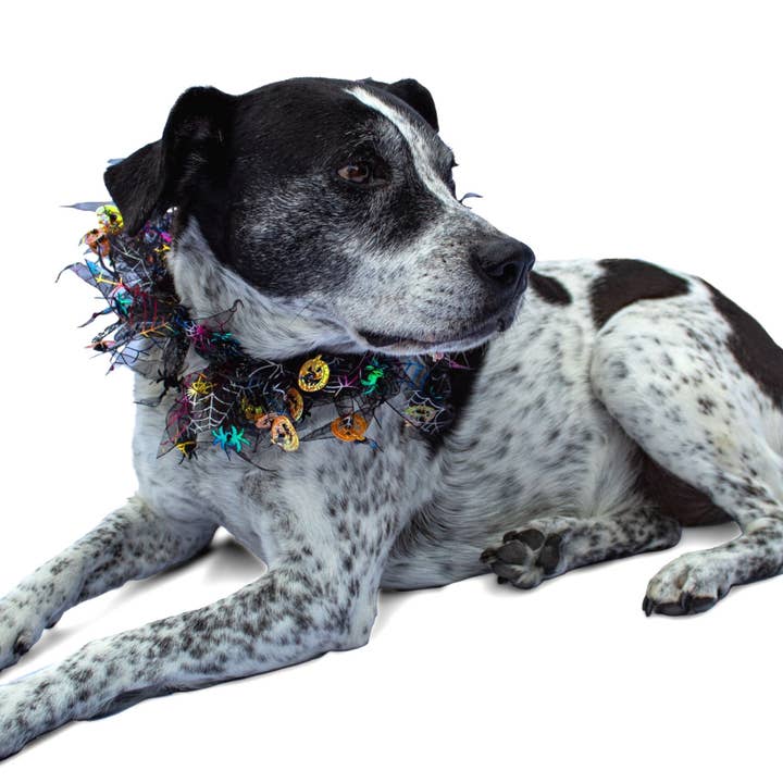 Midlee Designs - Wholesale Pet collar – Dog - Midlee Pumpkin & Spider Web Halloween Decorative Dog Collar4