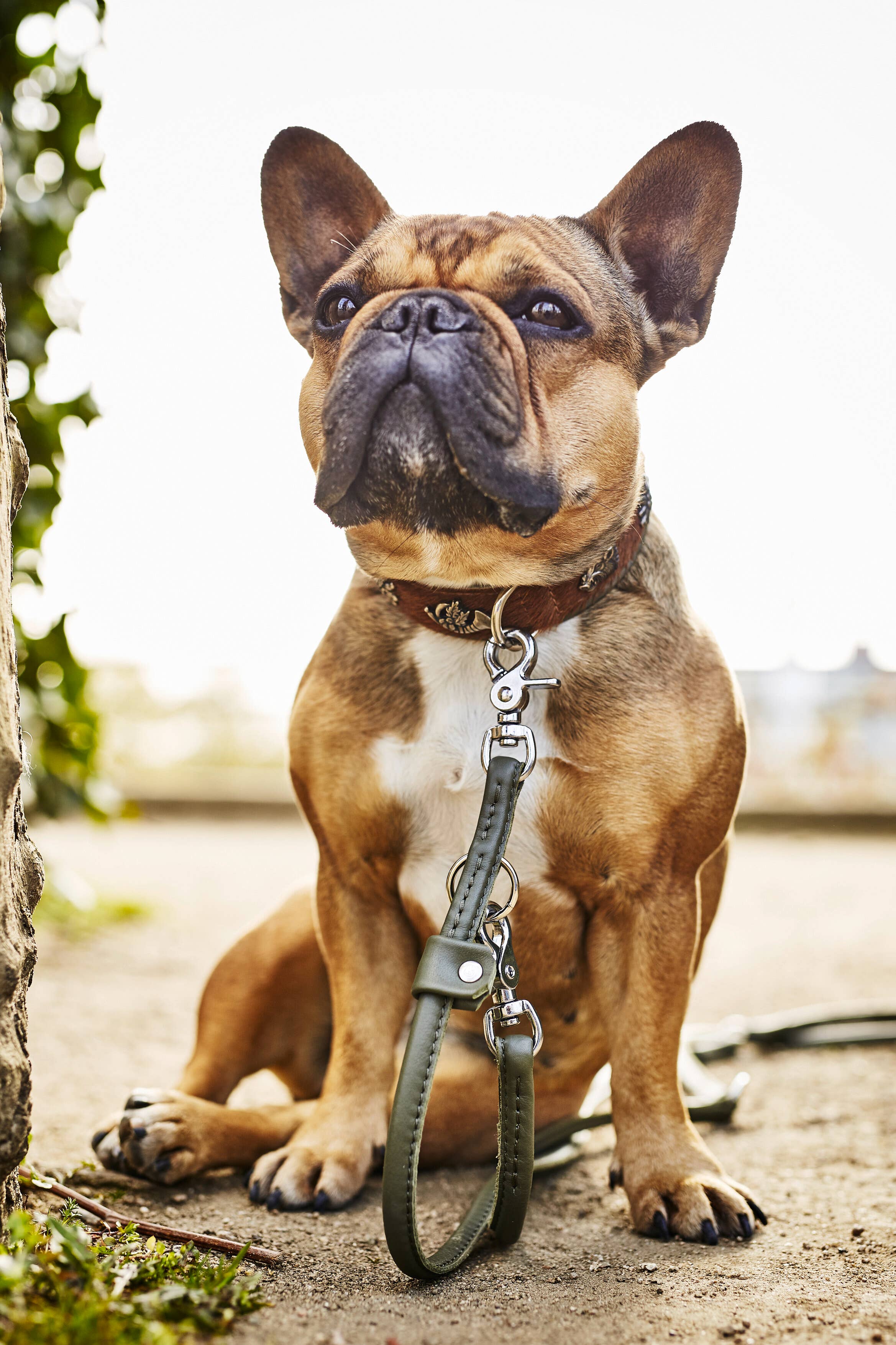 bruin-groen BAVARIA hondenhalsband van nappa en rundsleer voor groothandel op Faire6