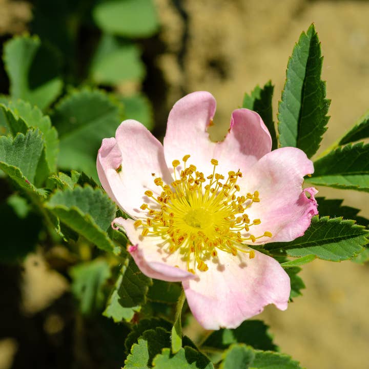 Whitworth Gallery - Wholesale Plant Seeds - Alaskan Wild Rose Wildflower Seed Packets6