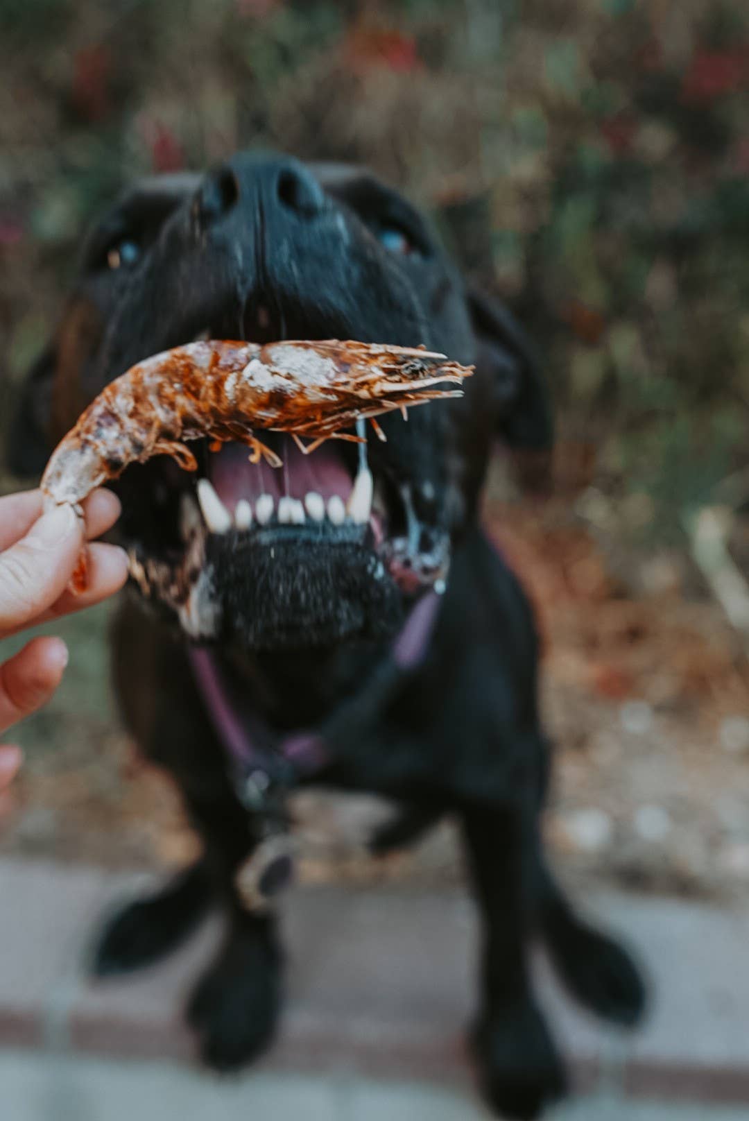 Litto Howler - Wholesale Pet Treats - Cat - White Shrimp | 3 oz (12-14 Whole, Head-On White Shrimps)5