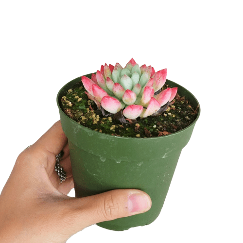 Best Plant Friend - Wholesale Succulent - Echeveria Sedeveria Blue Elf - 2in/4in Live Succulent Plant4