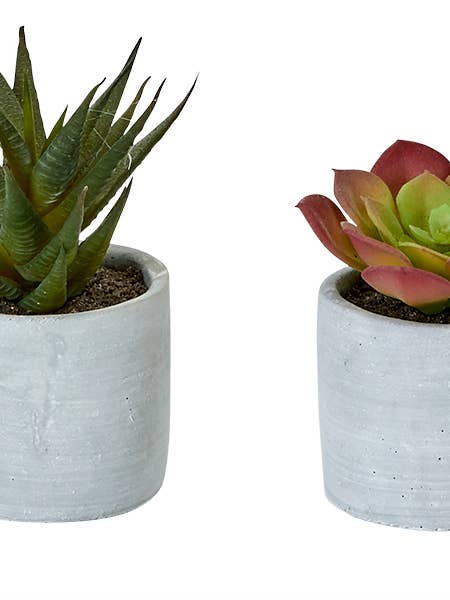 3.5" Succulent In Ceramic Pot for wholesale by WORTH IMPORTS