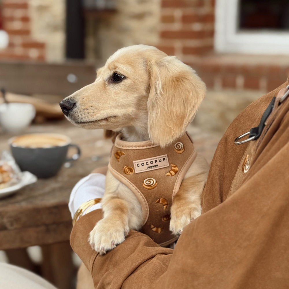 Cocopup London - Wholesale Pet Harness - Dog - Pawtisserie Adjustable Neck HARNESS13