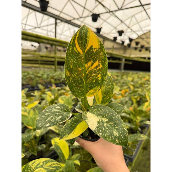 Central Florida Ferns & Foliage - Wholesale Live Plant - 4" Philodendron Green Congo 'Nuclear' - Rare Houseplant