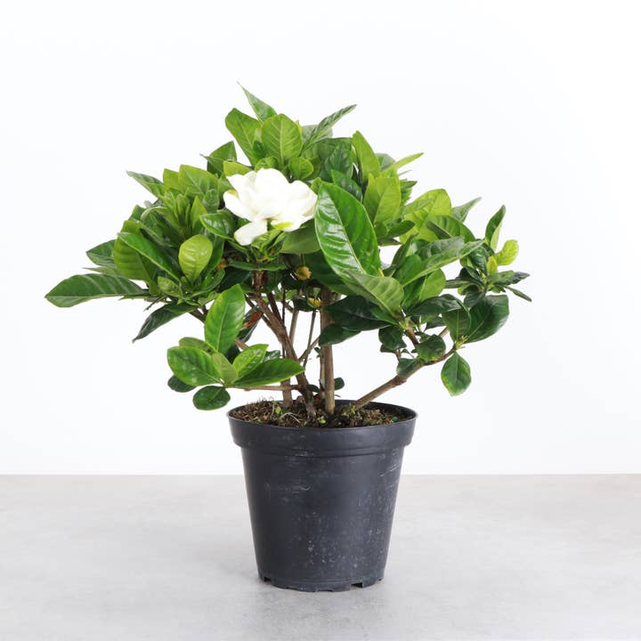 Flowering Gardenia Plant - Live Plant for wholesale by Thorsen's Greenhouse