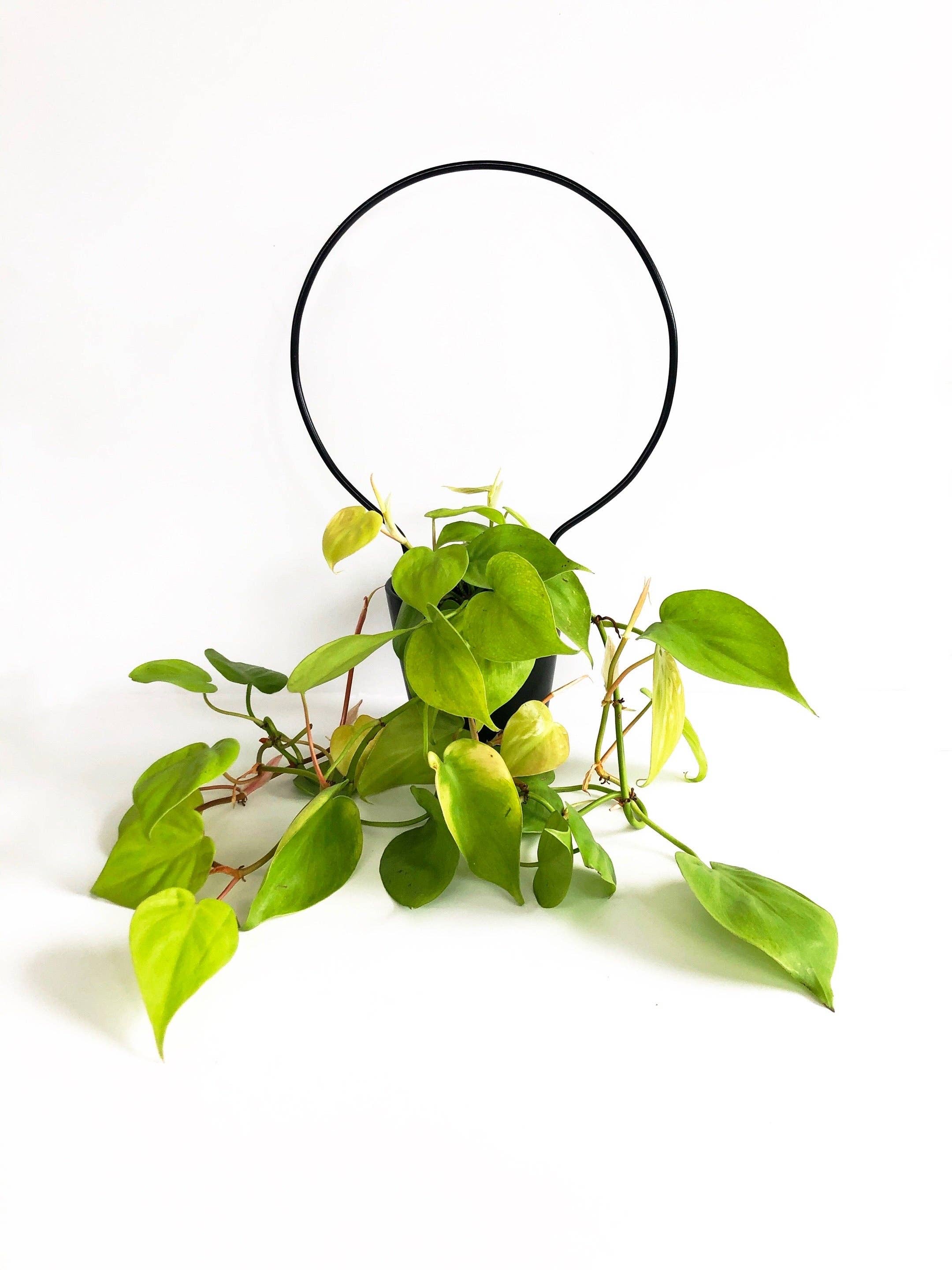 Iron Ivy - Wholesale Trellis - Ivy Round Trellis - Plant Stake/Totem10