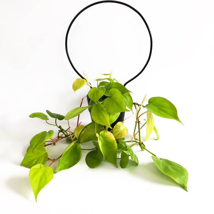 Iron Ivy - Wholesale Trellis - Ivy Round Trellis - Plant Stake/Totem10