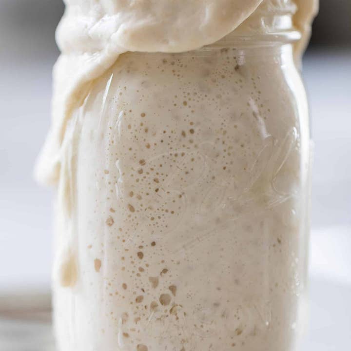 My Rustic Roots - Wholesale Bread Mix - Sourdough Starter | Freeze Dried | San Francisco Style 12gm
