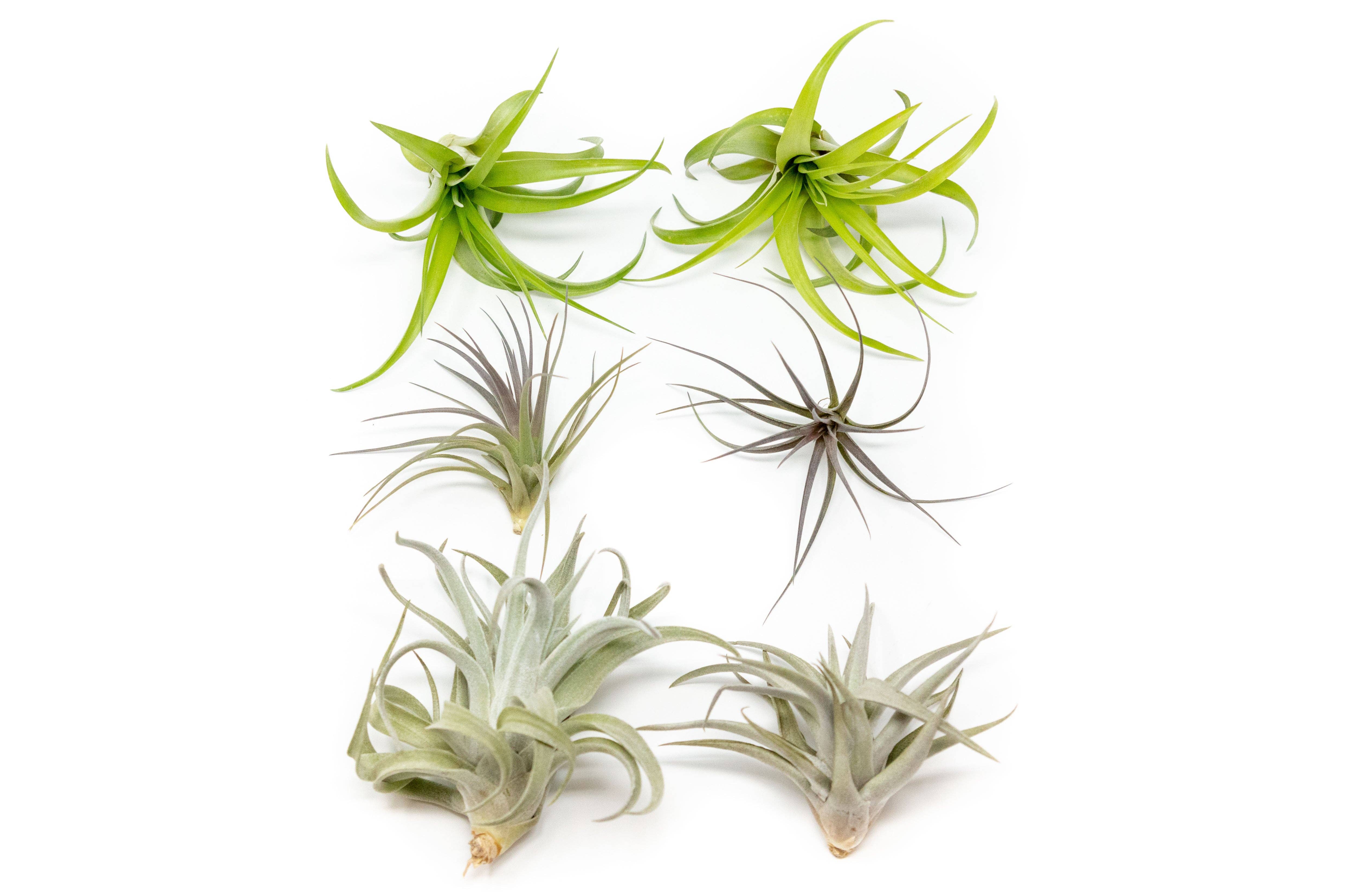 Air Plant Shop - Wholesale Live Plant - The Inca Collection of Tillandsia Air Plants1