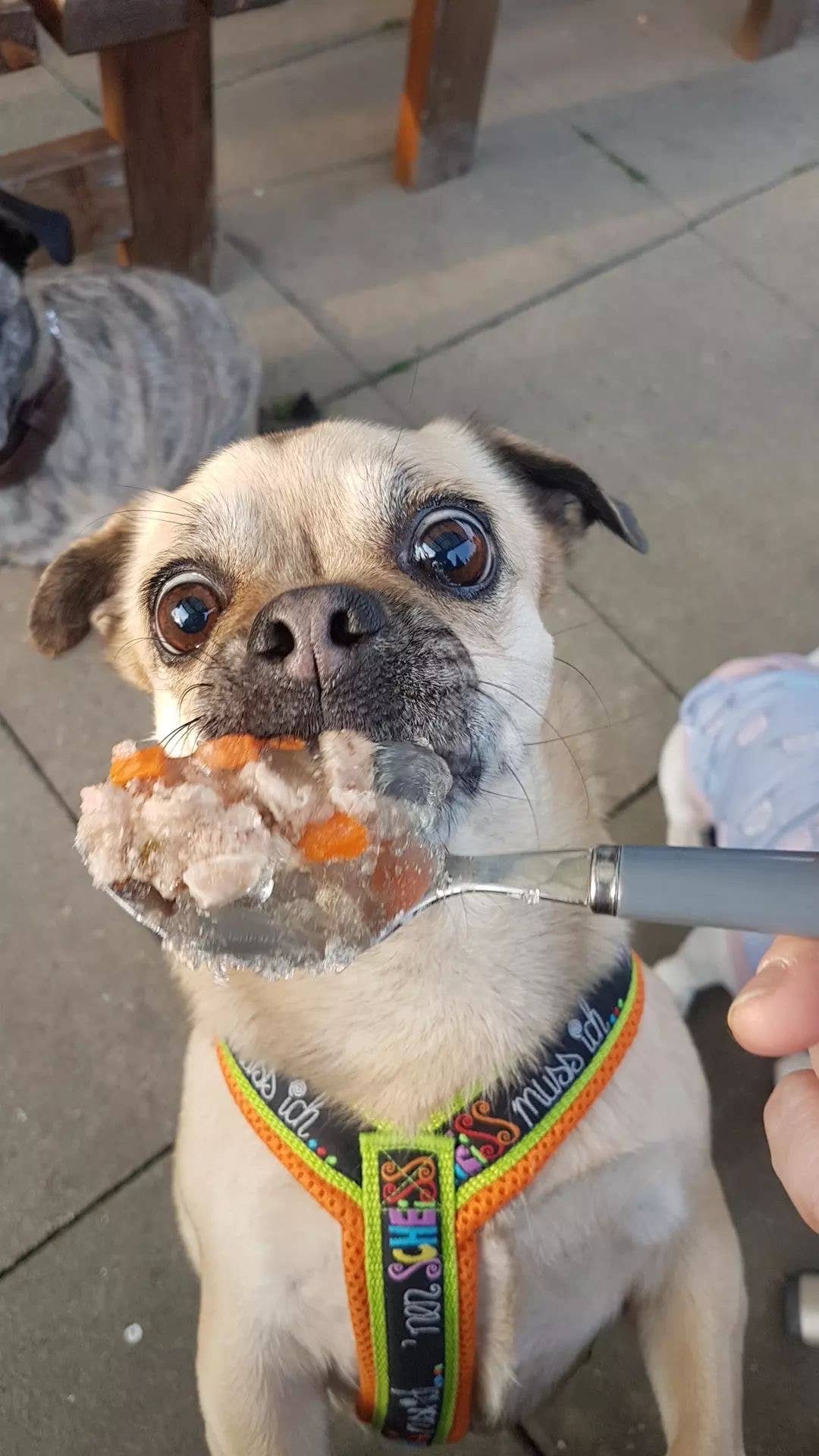 Meister Handelsmarken GmbH - Wholesale Pet Food - Dog - DOG JAM BRATWURST5