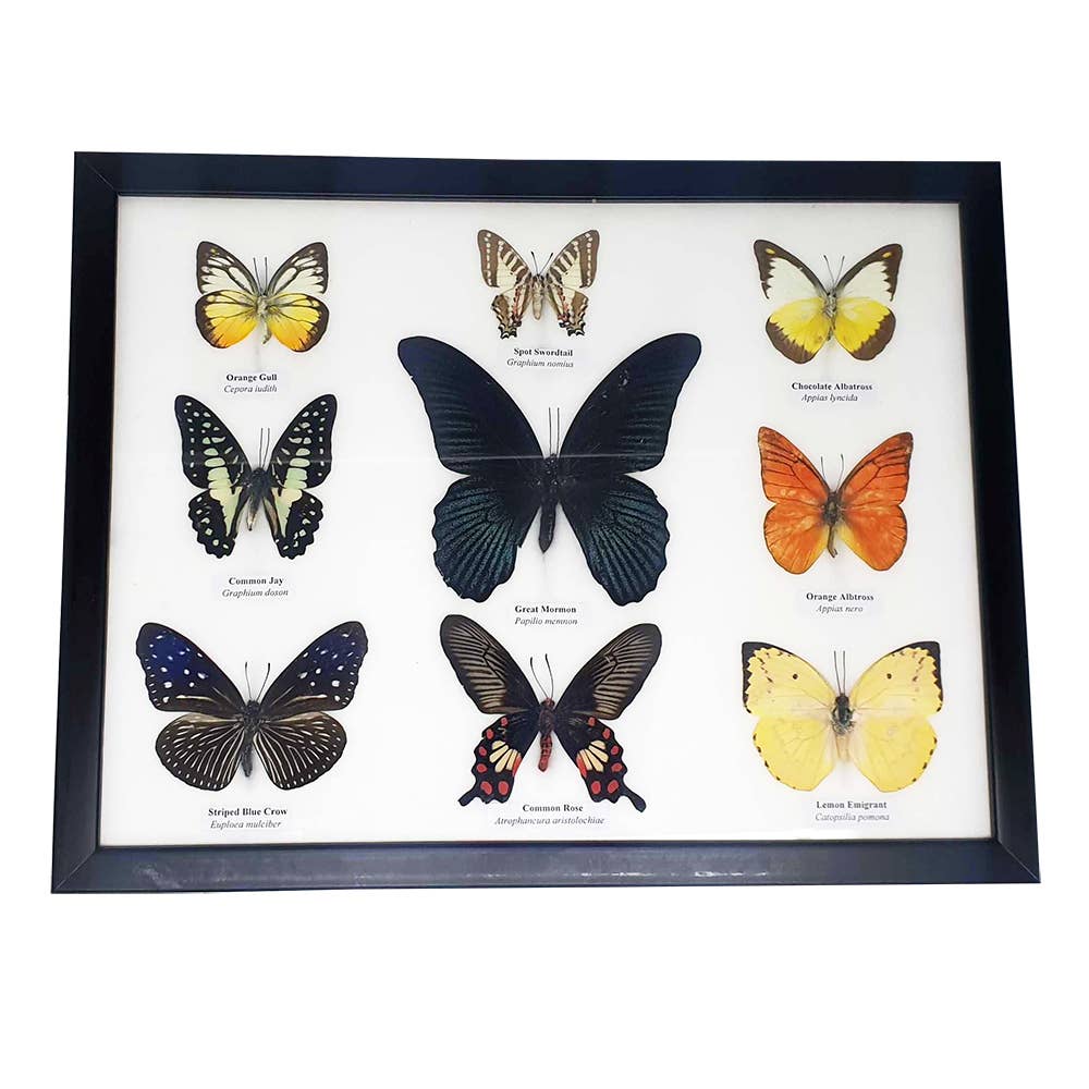 VIE – wholesale Wall Accent – Butterfly Mounted Under Glass, Assorted14
