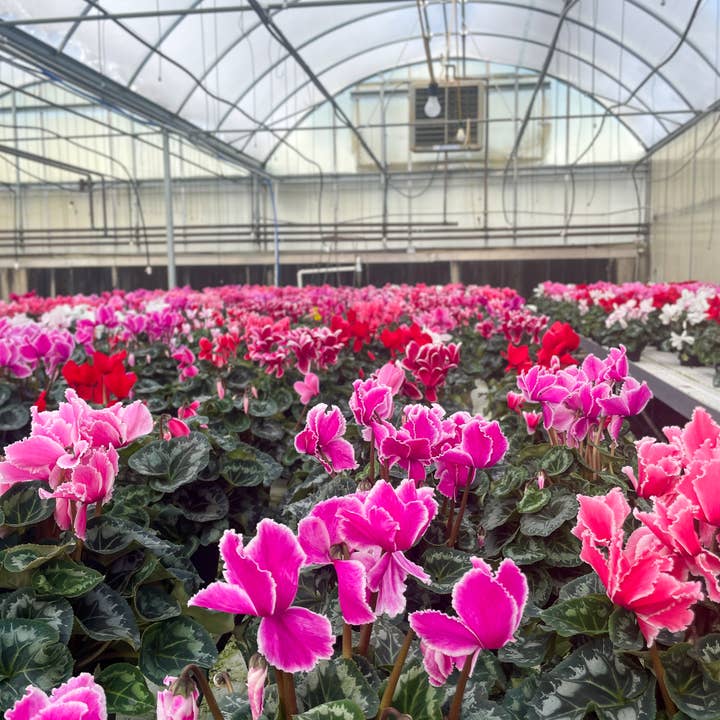 Thorsen's Greenhouse - Wholesale Live Plant - Blooming Cyclamen - Assorted Color - 6" Live Plant
