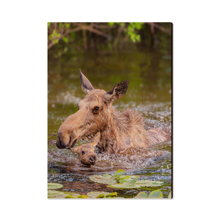 Moose Postcards for wholesale by DaydreamHQ