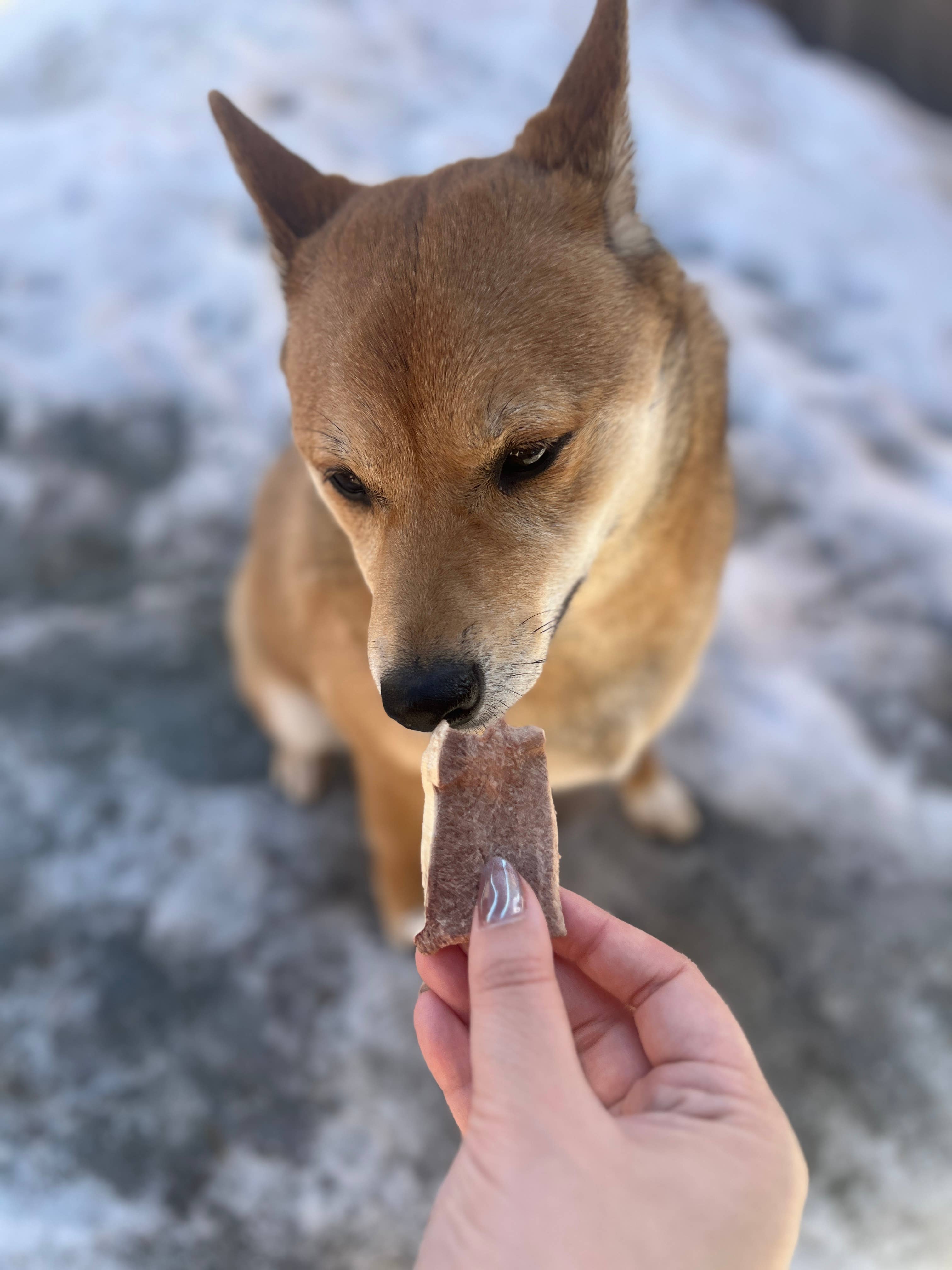 MIMI & SOSO - Wholesale Pet Treats - Dog - Freeze Dried Raw Beef Tongue1