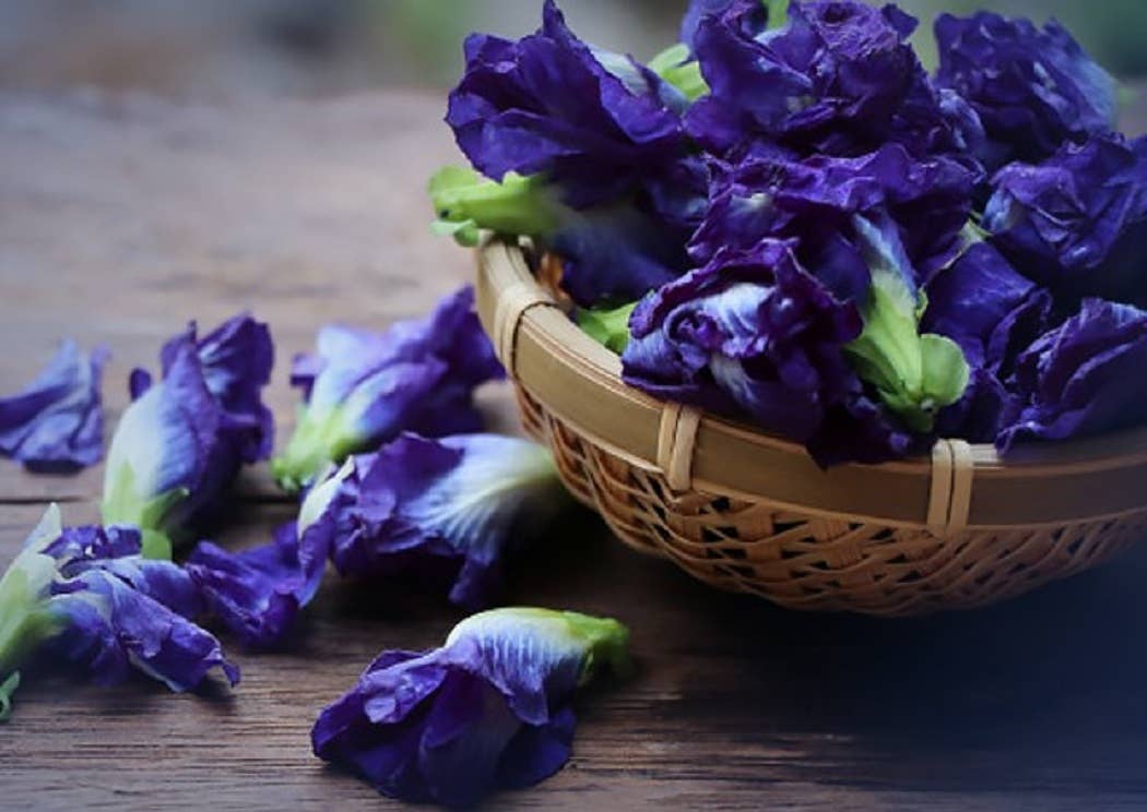 Du Jardin Beauty - Wholesale Scalp/Hair Treatment - Stimulating Scalp Serum With Wild-Foraged Horsetail & Nettle7