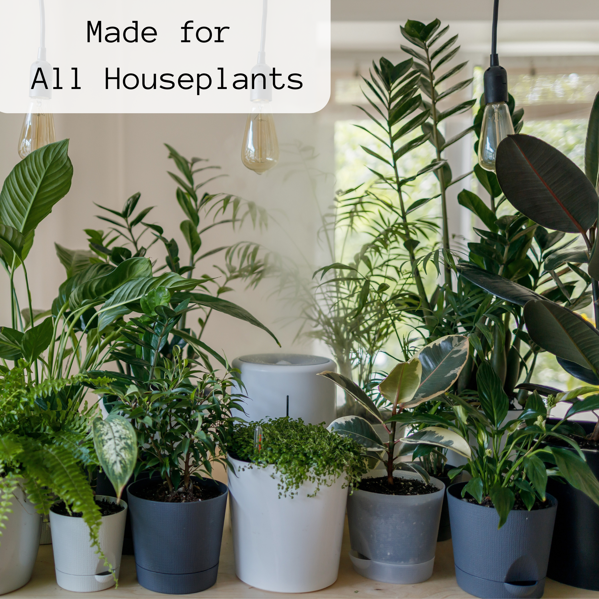 Hungry Houseplant - Wholesale Fertilizer - Case of 12: BLOOM Liquid Fish Fertilizer | 1.69 oz (50 ml)2