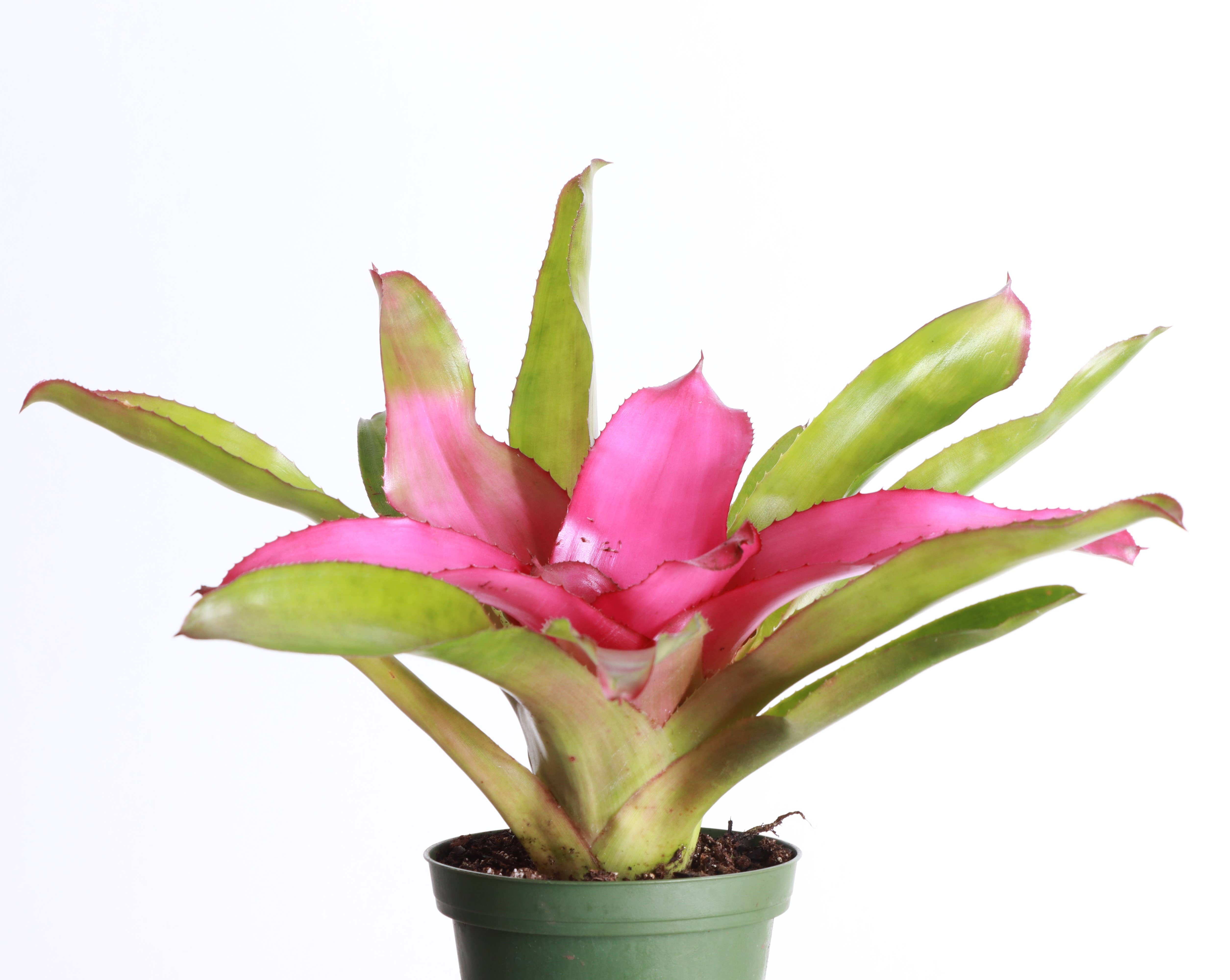 Thorsen's Greenhouse - Wholesale Live Plant - Bromeliad Neoregelia 'Neos' - Live Plant - Assorted14