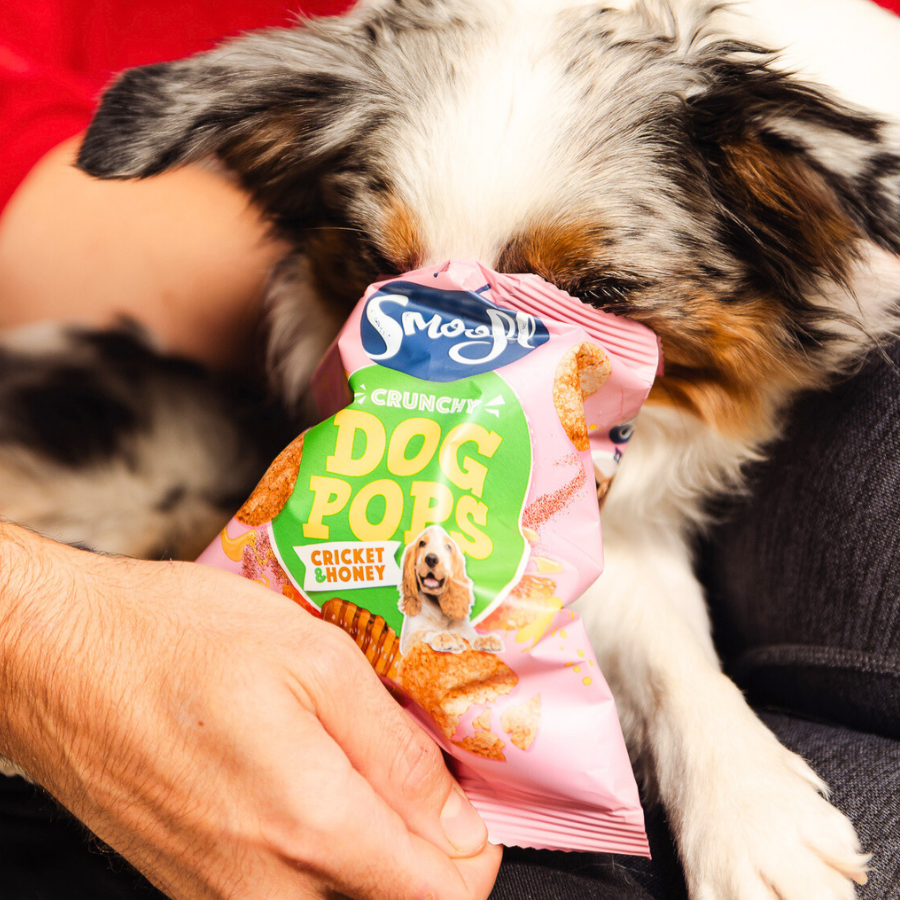 Smoofl LTD – wholesale Pet treats – Dog – Cricket & Honey Dog Pops2