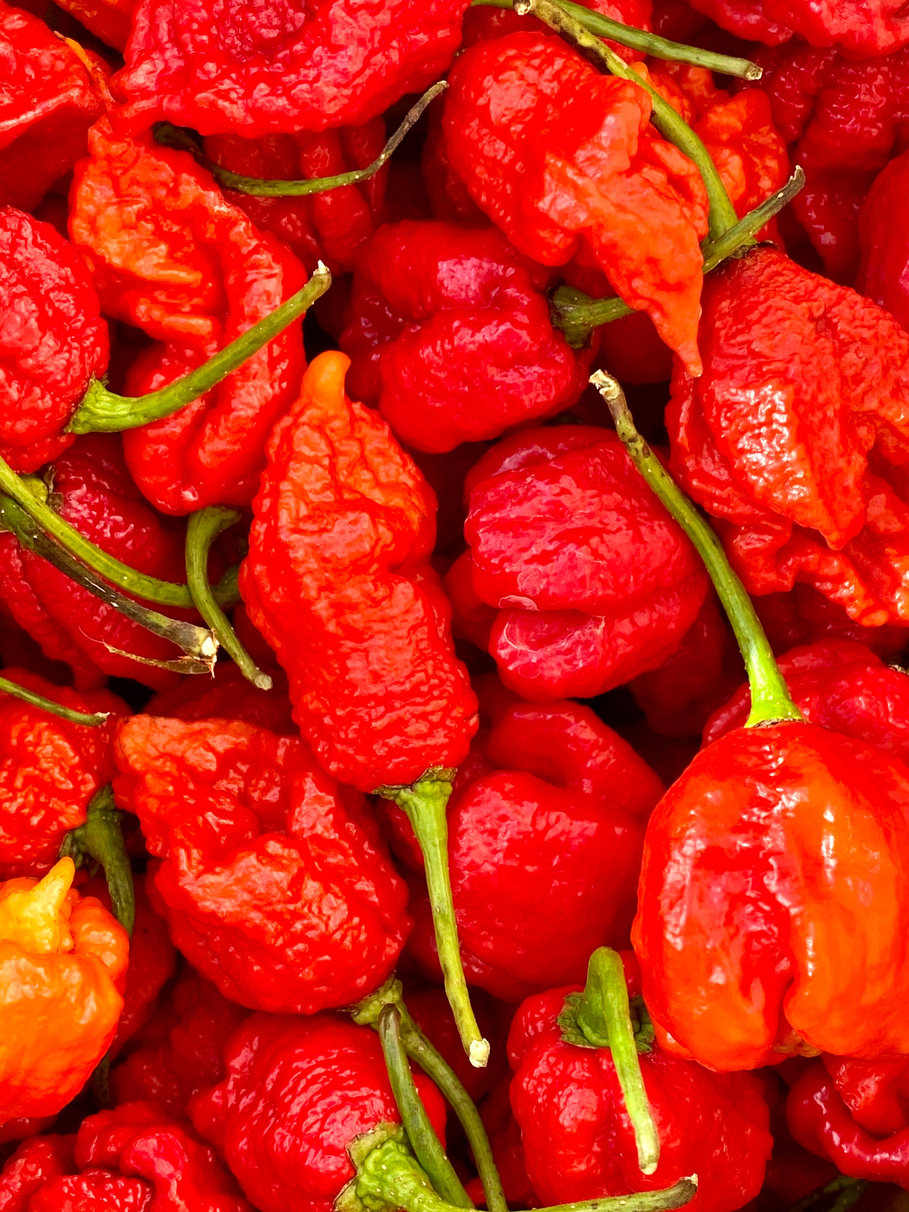 Weymouth 51 Hot Sauces – wholesale Hot sauce – Luxury Christmas Pudding hot chilli sauce 220ml9