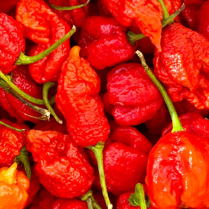 Weymouth 51 Hot Sauces ā wholesale Hot sauce ā Luxury Christmas Pudding hot chilli sauce 220ml9