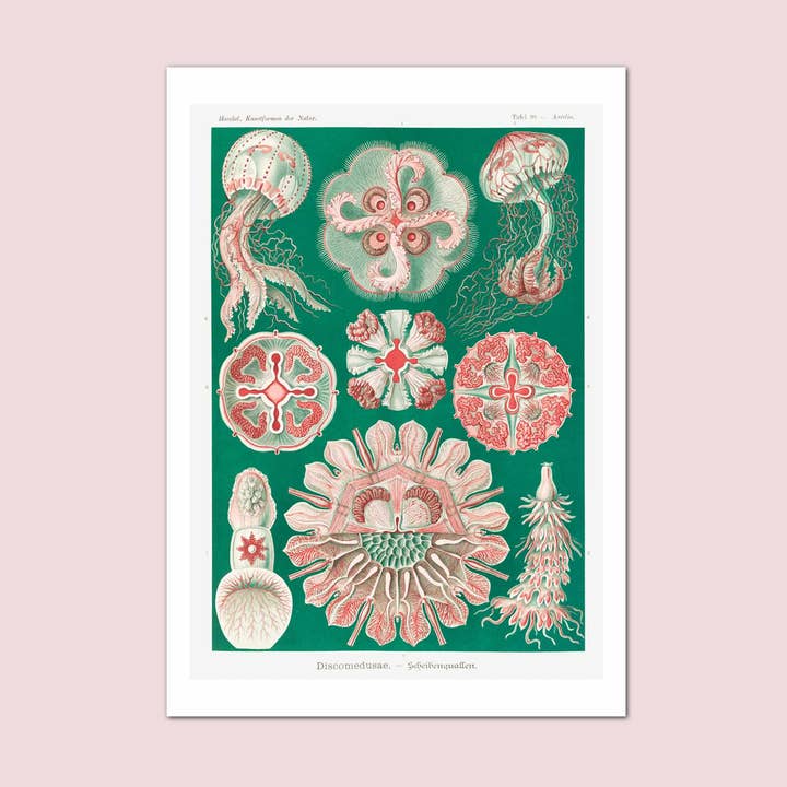 Pôster vintage da ilustração de Ernst Haeckel da Discomedusae por atacado de Holland Road Prints
