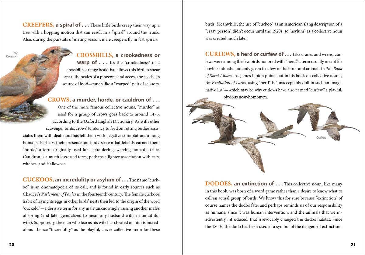 AdventureKEEN - Wholesale Reference - Asylum of Loons2