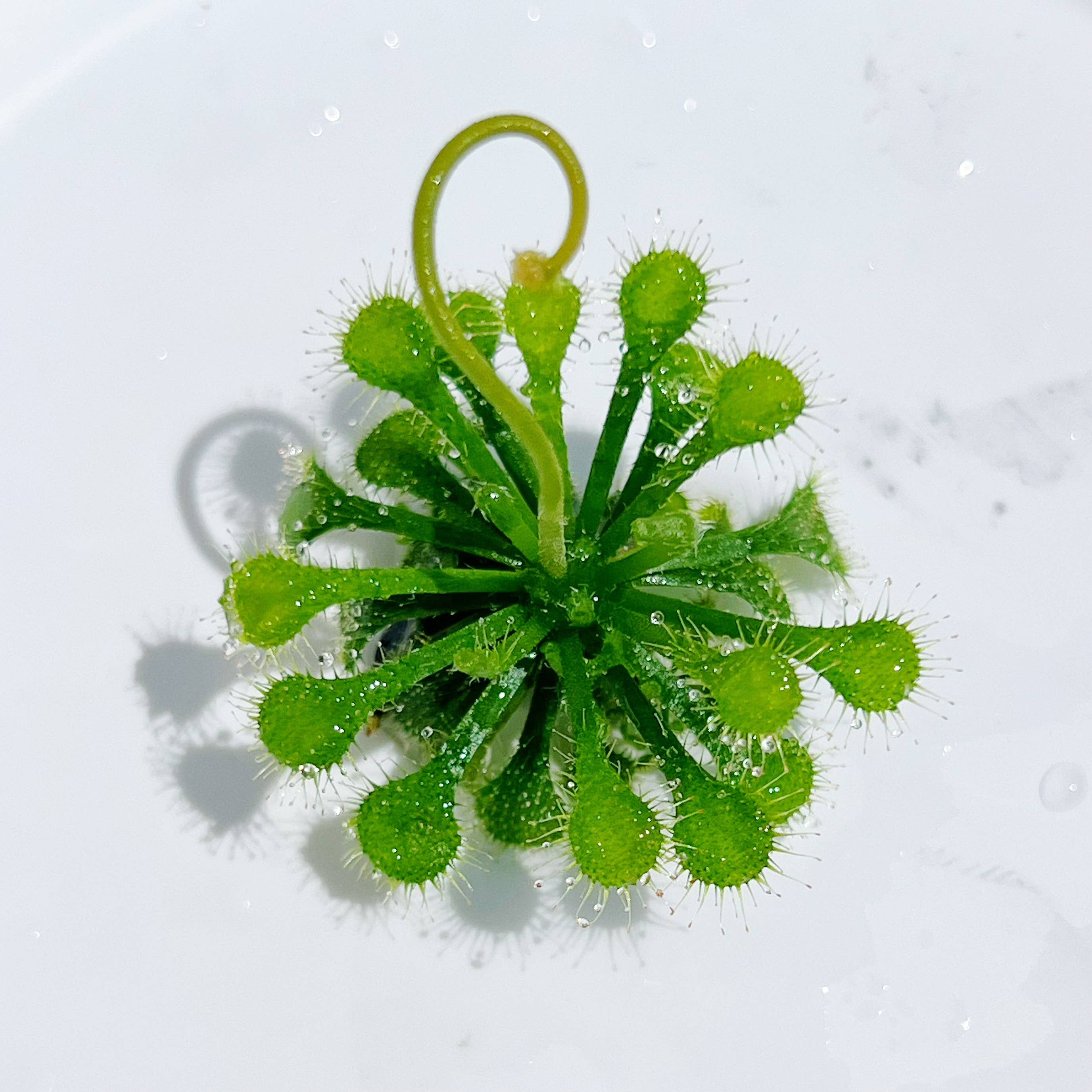bloomify – Großhandel Pflanzen – Drosera spatulata – Löffelblättriger Sonnentau (Nur Pflanze)