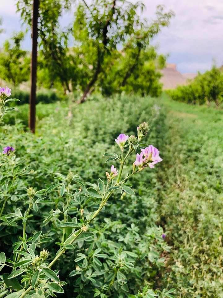 Kokopelli Farm Market - Wholesale Jam/Jelly - Peach Jam 4