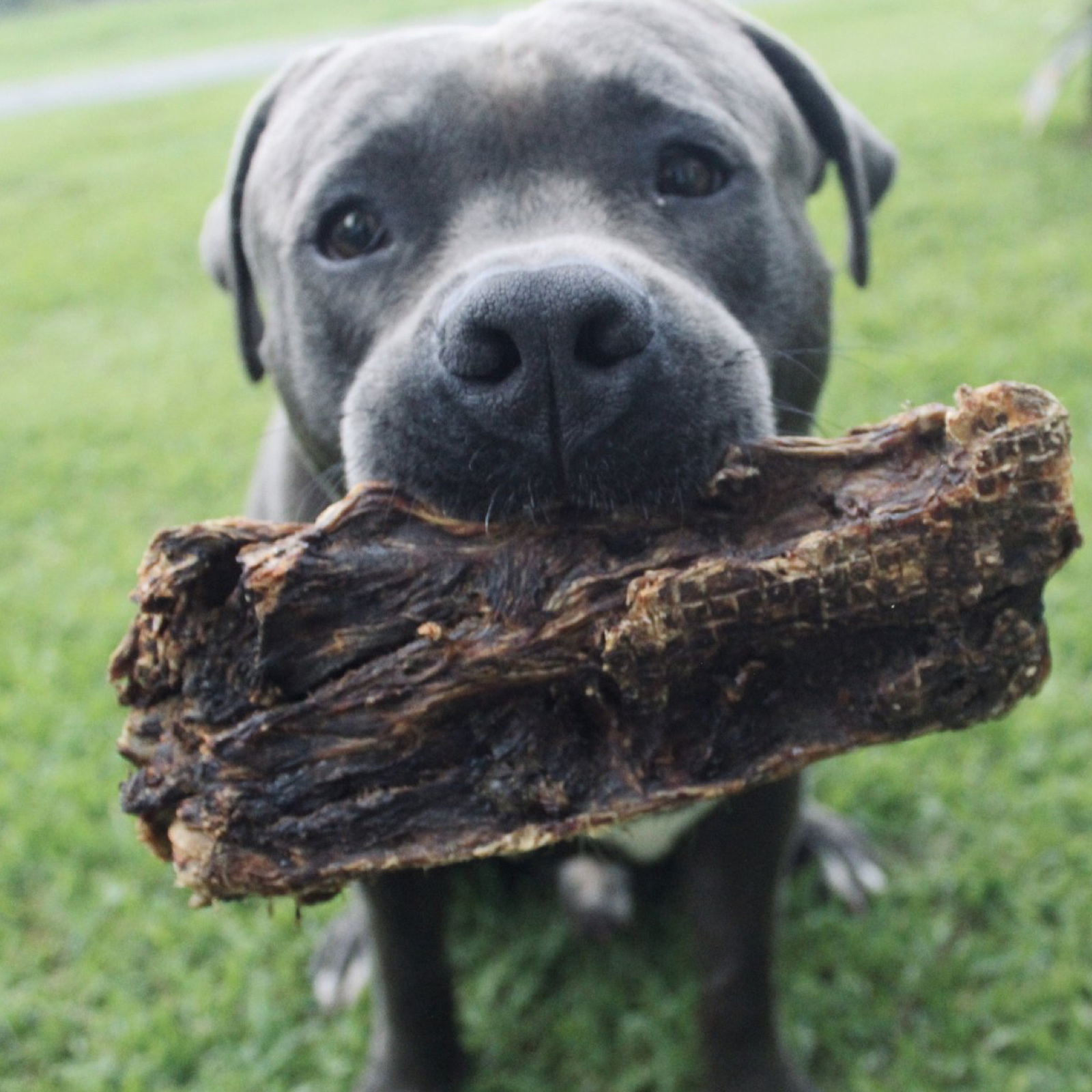 Rover Pet Products - Wholesale Pet treats – Dog - Get Off Ma' Tail - Kangaroo Tails8