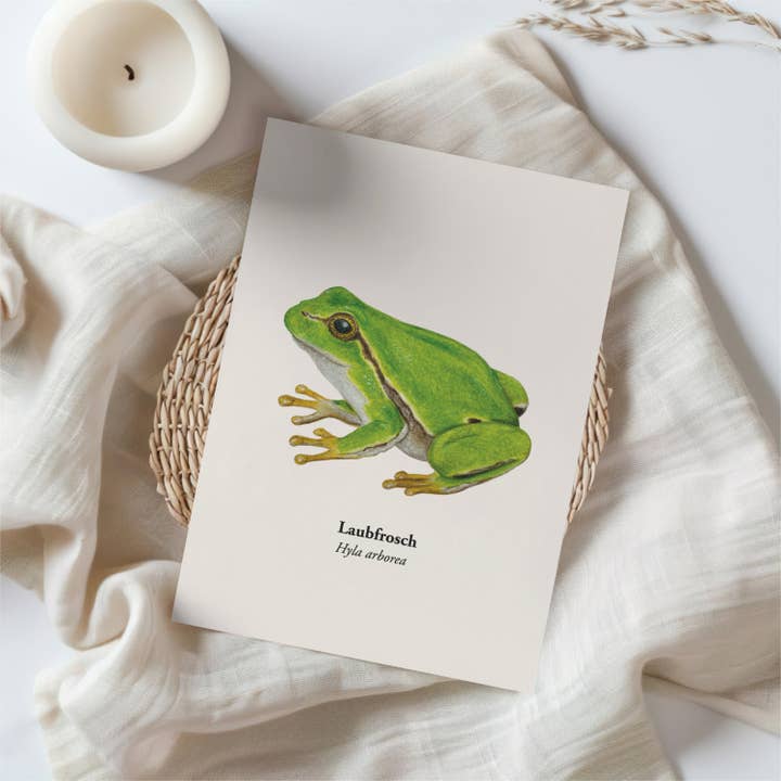 Terillu - Wholesale Postcard - Honeybee Postcard – Illustration of the Western Honeybee4