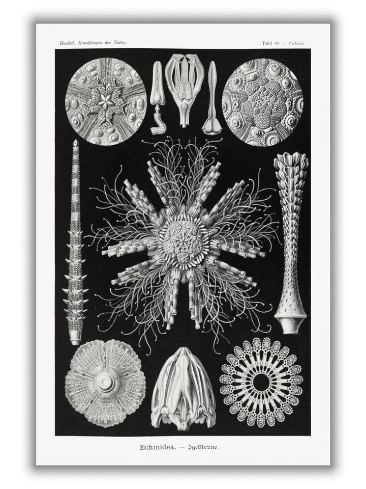 Echinidea–Igelsterne I by Ernst Haeckel for wholesale by Stanley Print House