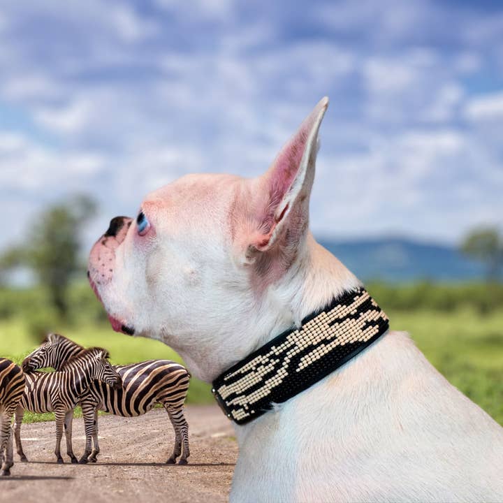 Sambboho - Wholesale Pet Collar - Dog - Zebra Sambboho Dog Collar by Gabriel Feitosa