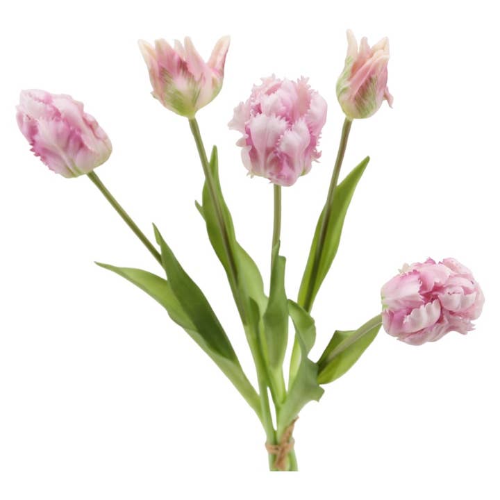 Parrot Tulip Bunch x 5, 'soft touch', 40 cm purple for wholesale by Floratexx