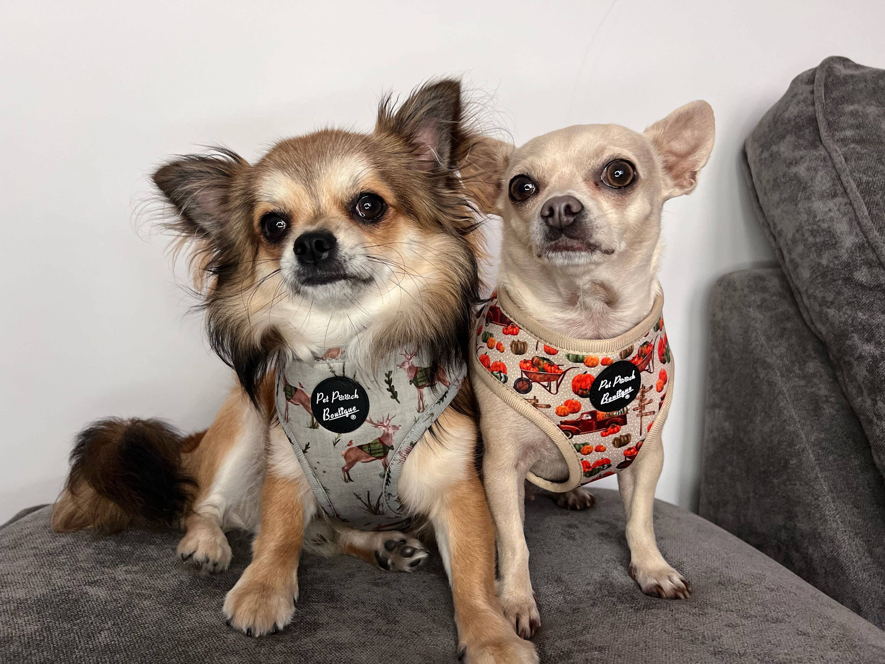 Pet Pooch Boutique - Wholesale Pet Harness - Dog - Pumpkin Patch Cart Puppy Dog Harness - XS - L (autumn/fall)7