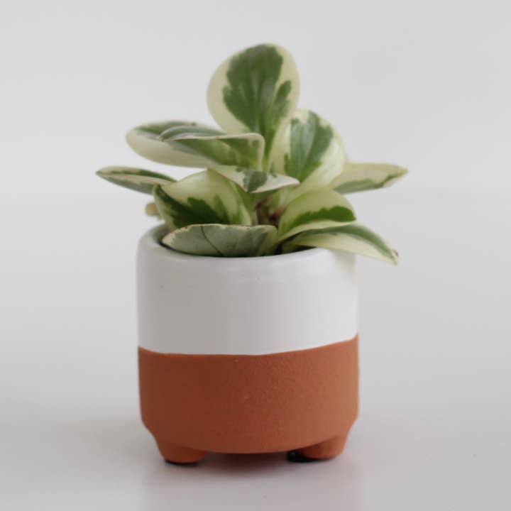 Mini Terracotta and White Footed Boho Minimal Plant Pot for wholesale by Sprout & About