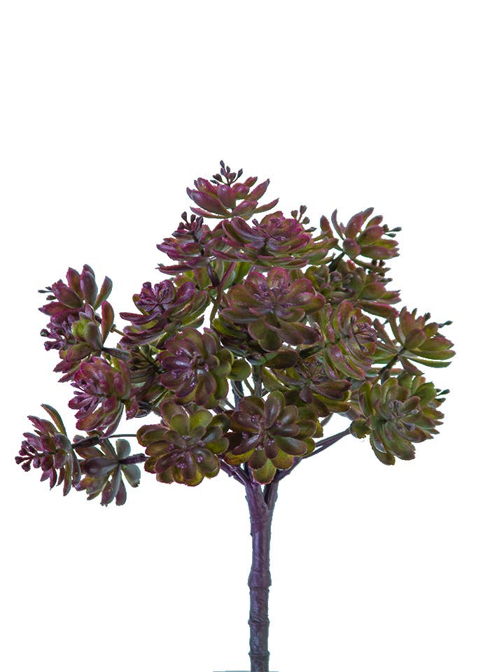 10.5" AEONIUM BUSH for wholesale by American Best