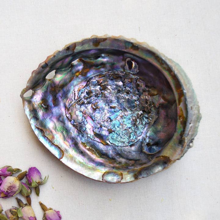 Naturlig Abalone Sea Shell Rökelse Hållare för wholesale av Mamuxa