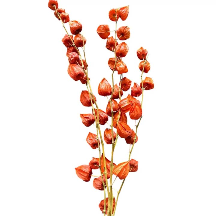 Orange Chinese Lanterns for wholesale on Faire