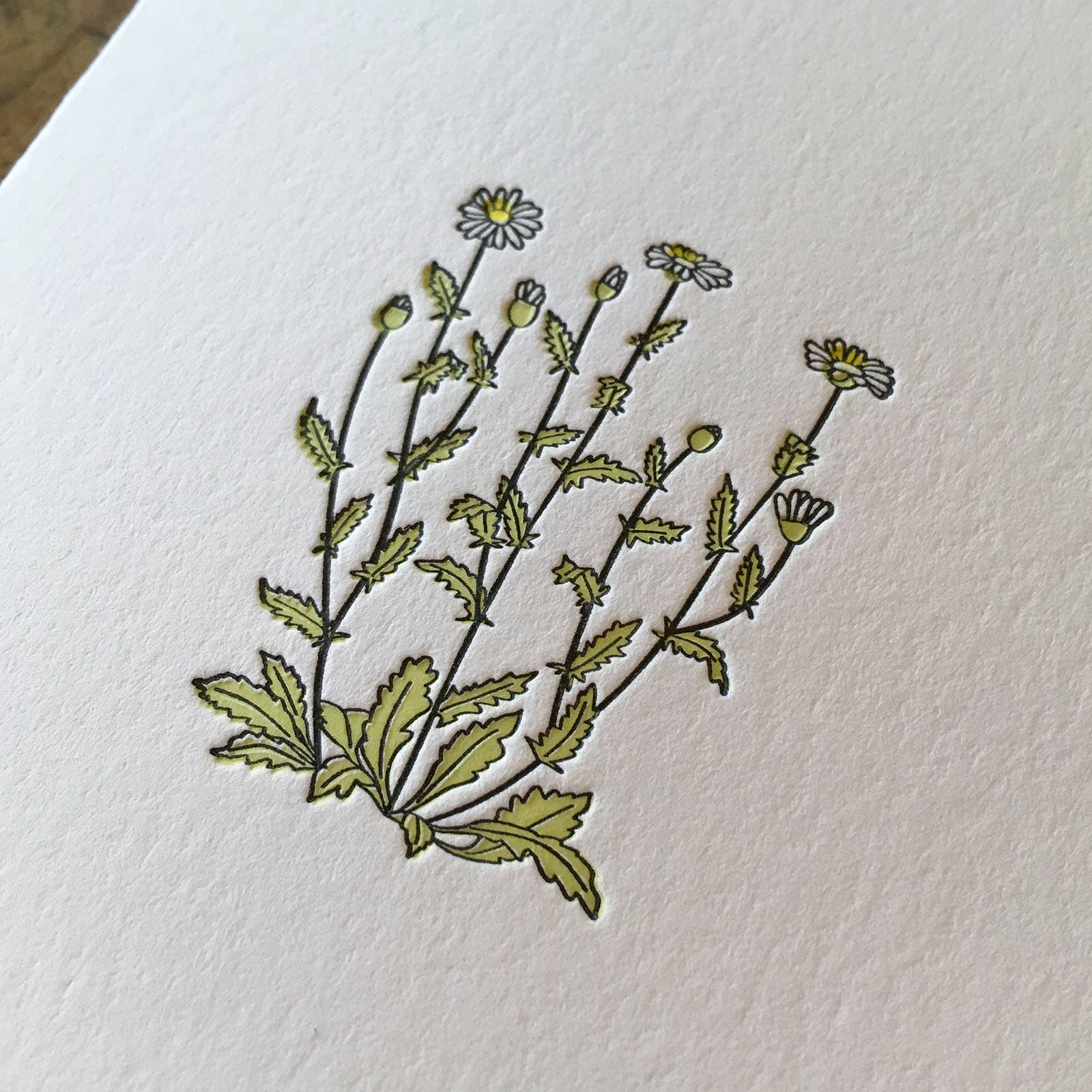 Green Bird Press - Wholesale Everyday Greeting Card - Oxeye Daisy Wildflower Letterpress Card1