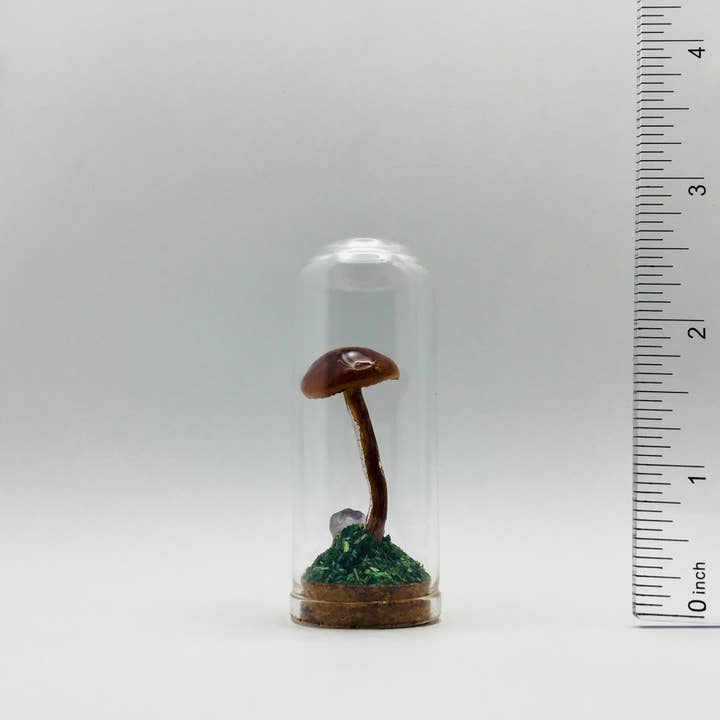 Vero Barattolo di Vetro Curiosità di Funghi 2,75" Stranezza # 460 per la vendita all'ingrosso da parte di The Fungus Farm