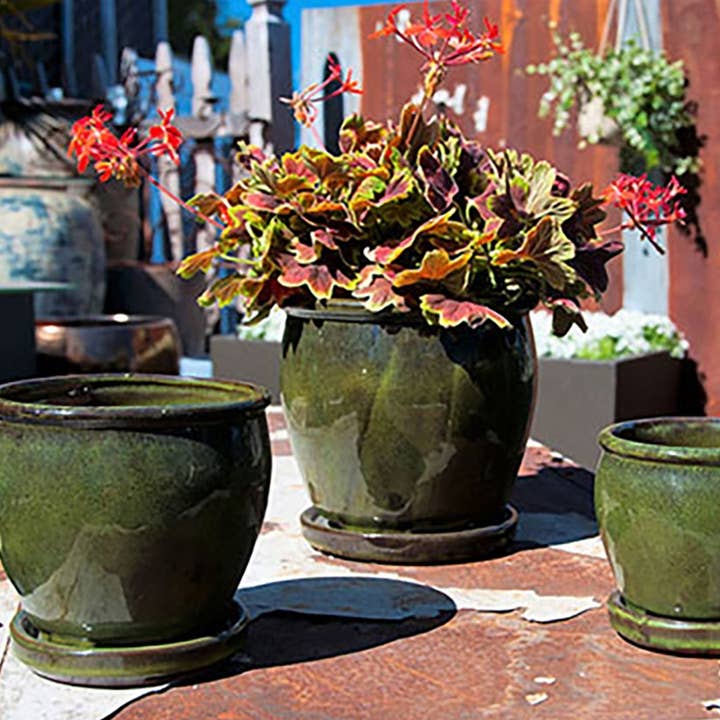 Butter Cup Pot With Attached Saucer Tropical Green32 for wholesale by Pacific Home & Garden