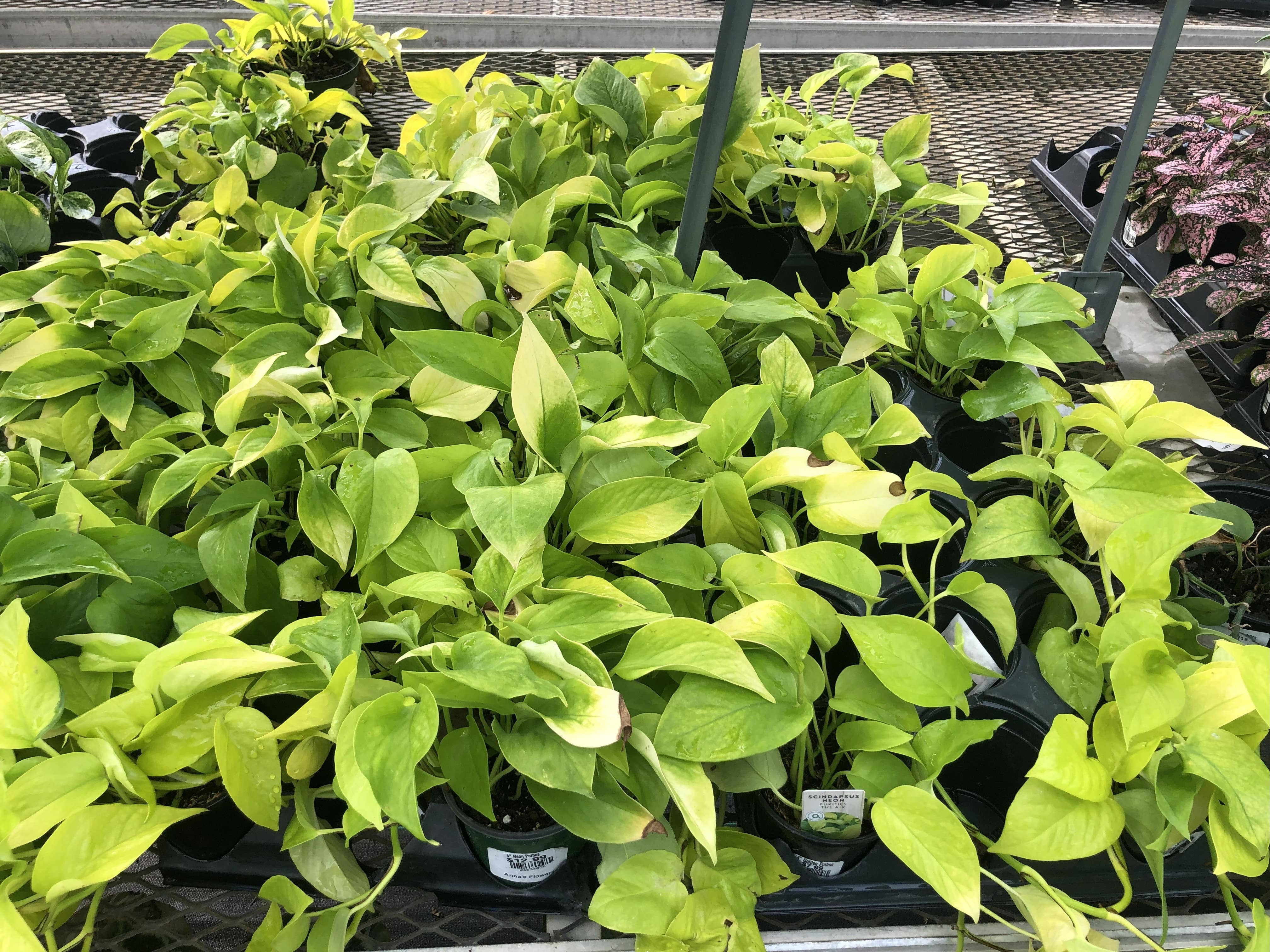 Anna's Garden, Home and Wellness – Engroshandel Ægte plante – 4" Pothos Assorterede1